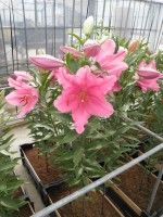 [1885 Baranello VH No02.JPG]